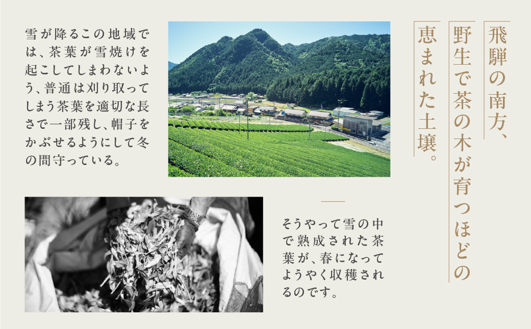 金飛騨茶 57577（ほうじ茶）飛騨金山産 （40g×2箱）KINHIDA 茶葉 高級 お茶 茶 きんひだ 金山【94-2】