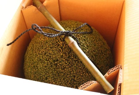 日本酒ライフに彩りを！杉玉直径30㎝。自宅やお店のインテリアに【67-1】