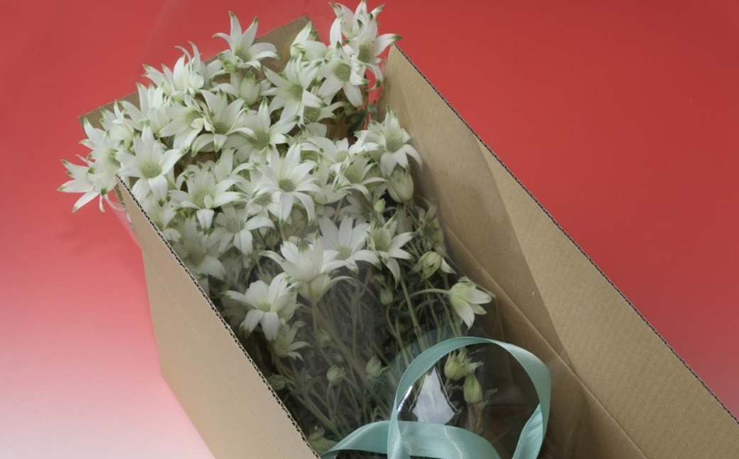 先行予約【2026年3月配送】フランネルフラワー（切り花）花束 1束（60輪）約30本 プレゼント 下呂市 岐阜県 生花 馬瀬 ネイティブフラワー【114-1【3】】 【2026年3月配送】