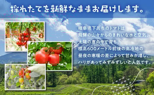 先行予約（2026年8月上旬頃から順次発送）ミニトマト（キャロルポポ） 1kg ミニトマト 夏季限定 期間限定 限定 1キロ 飛騨 下呂  とまと トマト 新鮮 国産 野菜【27-9】