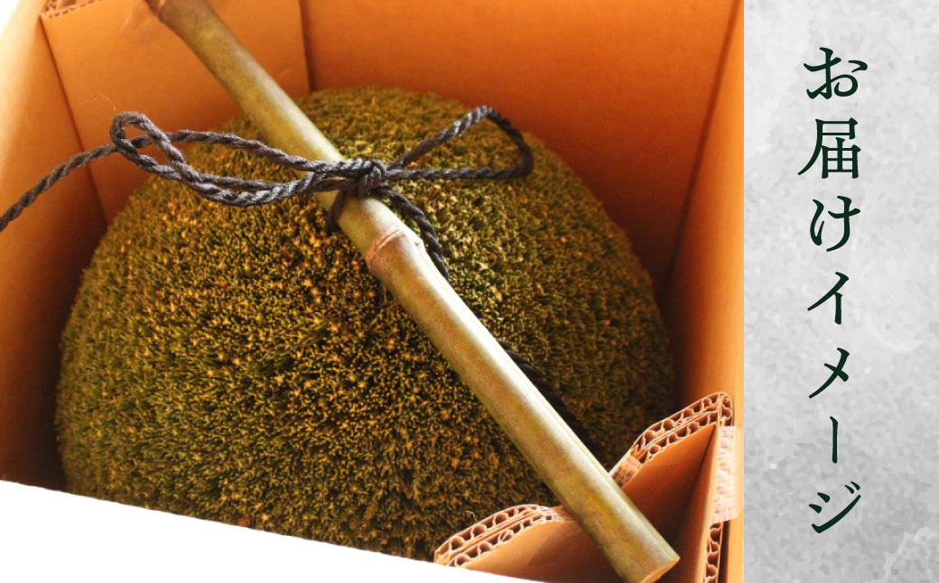 日本酒ライフに彩りを！杉玉直径40㎝。自宅やお店のインテリアに【67-2】