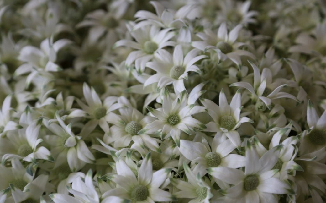 先行予約【2026年1月配送】フランネルフラワー（切り花）花束 1束（60輪）約30本 プレゼント 下呂市 岐阜県 生花 馬瀬 ネイティブフラワー【114-1【1】】 【2026年1月配送】