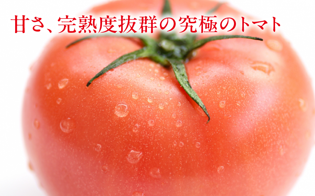先行予約（2026年7月上旬頃から順次発送）大黒屋農園 甘塾トマト 麗月 Ｌサイズ 4kg レイゲツ とまと 下呂市 期間限定【大黒屋農園】【119-4】 トマト Ｌサイズ 4kg