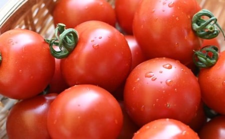 【定期便 3回】産地直送！杤本農園  フルーツトマトジュース（720ml×12本入り）×3カ月 華小町 フルーツトマト とまと 野菜飲料 贈答 ギフト 定期 3ヶ月 ジュース トマトジュース トマト フルーツトマト【45-B】 （定期）フルーツトマトジュース（720ml×12本入り）×3カ月