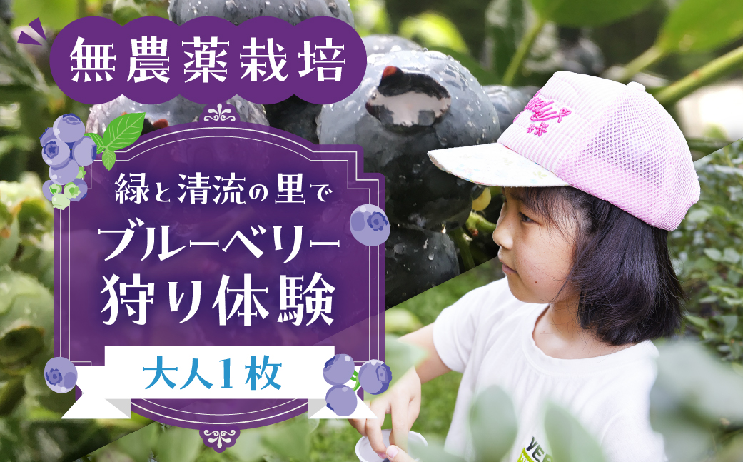 【食べ放題】ブルーベリー狩り体験チケット（大人 1枚）中学生以上 ブルーベリー 摘み取り 体験 ブルーベリー狩り フルーツ狩り 時間 無制限 下呂市【106-1】 ブルーベリー狩りチケット（大人 1枚）