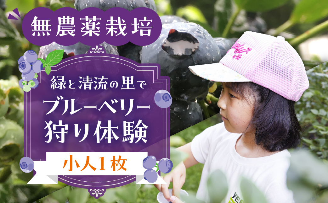 【食べ放題】ブルーベリー狩り体験チケット（小人 1枚）4歳～6年生まで ブルーベリー 摘み取り 体験 ブルーベリー狩り フルーツ狩り 時間 無制限 下呂市【106-2】 ブルーベリー狩りチケット（小人 1枚）