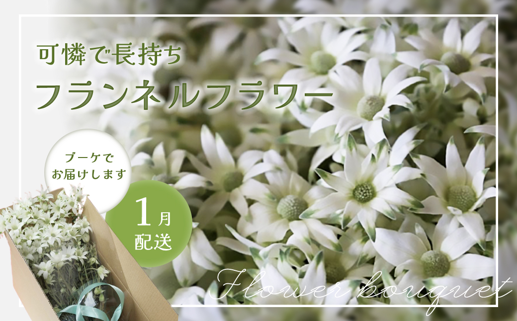 先行予約【2026年1月配送】フランネルフラワー（切り花）花束 1束（60輪）約30本 プレゼント 下呂市 岐阜県 生花 馬瀬 ネイティブフラワー【114-1【1】】 【2026年1月配送】