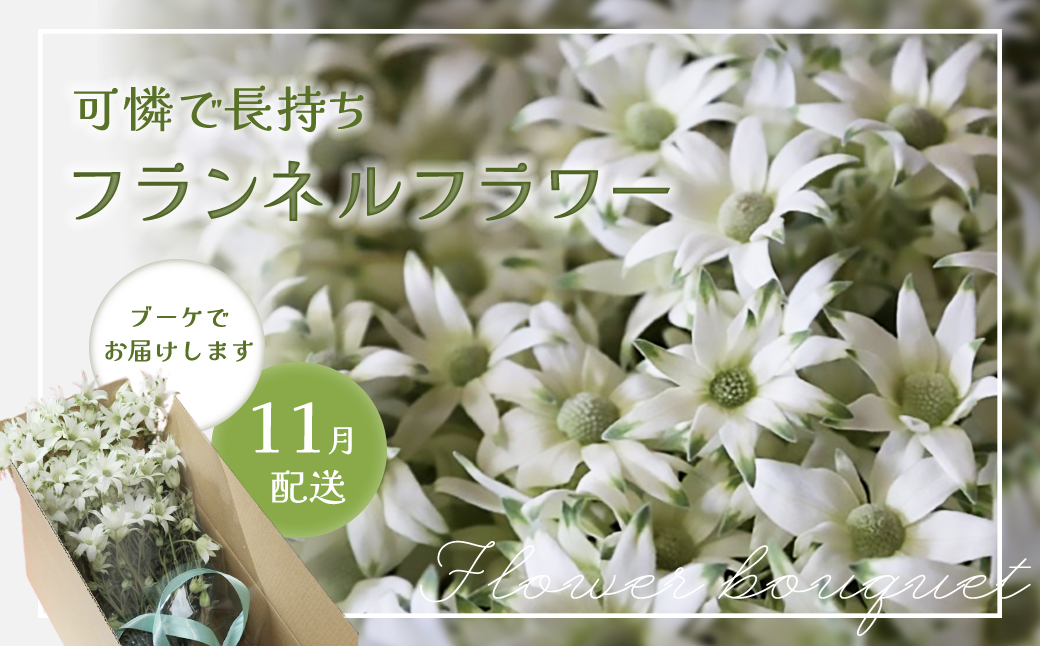 先行予約【2026年11月配送】フランネルフラワー（切り花）花束 1束（60輪）約30本 プレゼント 下呂市 岐阜県 生花 馬瀬 ネイティブフラワー【114-1【11】】 【2026年11月配送】