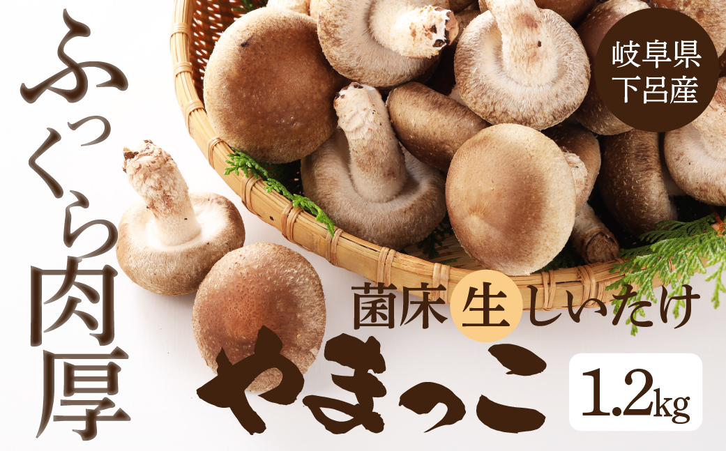 【期間限定】菌床生椎茸　詰め合わせ 1.2kg  しいたけ シイタケ 生しいたけ 下呂温泉【71-3】