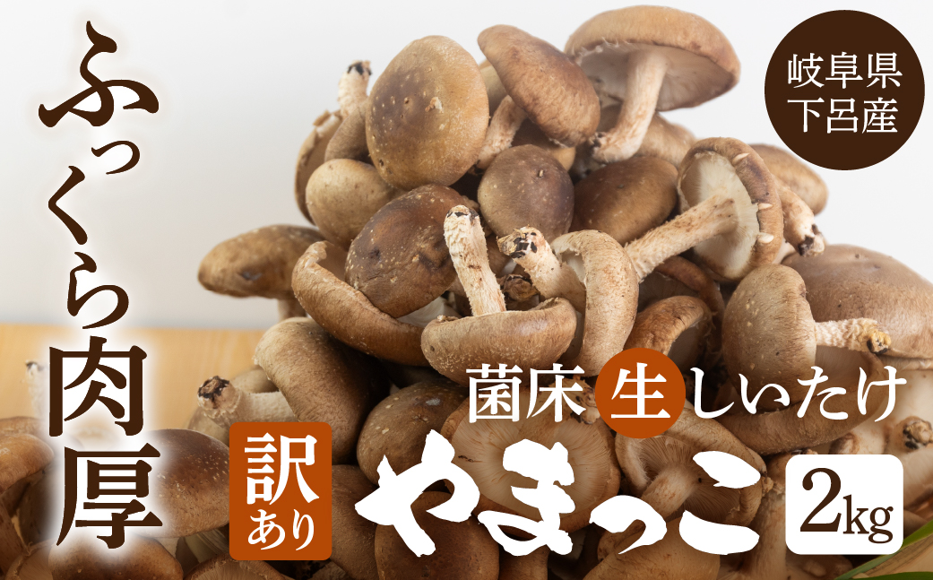 訳あり 不揃い【期間限定】菌床生椎茸　詰め合わせ 2kg（大・小・形 混合）生椎茸 規格外 訳アリ ふぞろい しいたけ シイタケ 生しいたけ 下呂温泉【71-6】