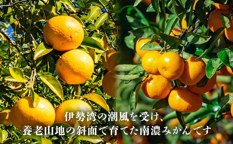 南濃みかんと甘夏セット 10kg みかん 甘夏 みかん あまなつ 果物 柑橘類 フルーツ フルーツ詰め合わせ 食べ比べ 酸味 コク 味が濃い