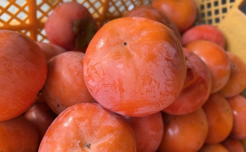 ハリヨファームの 富有柿 （完熟甘柿） 12個　柿 完熟 甘柿 果物 果実 秋の味覚 フルーツ おやつ デザート 旬 除草剤不使用 有機肥料使用 国産 岐阜県産 産地直送