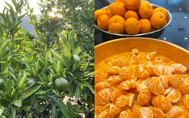 南濃みかんショコラセレクション(4缶) フールセック・小缶(2缶) 菓子 お菓子 焼き菓子 セット 詰め合わせ チョコレート クッキー ショコラ 岐阜 海津市