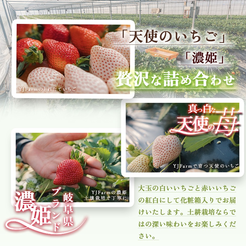 天使のいちご 紅白セット 苺 約400g いちご 詰め合わせ セット 岐阜県 海津市