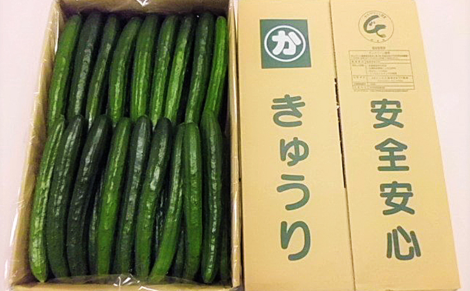 キュウリ 野菜 きゅうり 