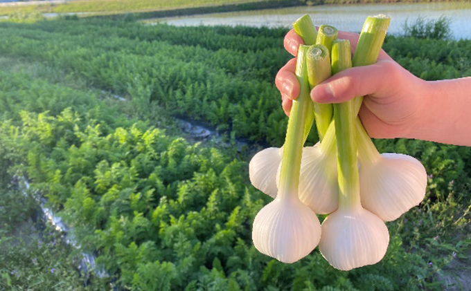 季節の野菜セット【栽培期間中　無農薬、無科学肥料】 野