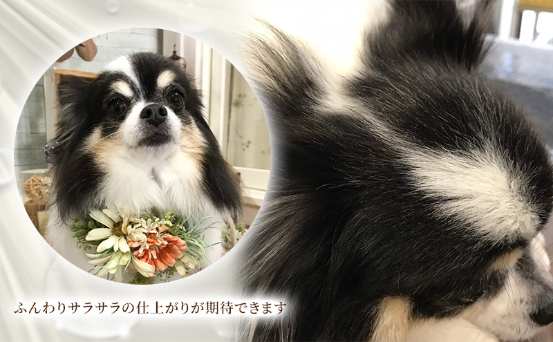 【犬用】アーユルニームシャンプー 200ml・プロテインミスト 200ml セット