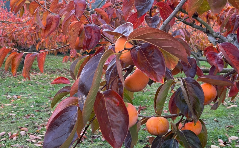 ハリヨファームの 富有柿 （完熟甘柿） 12個　柿 完熟 甘柿 果物 果実 秋の味覚 フルーツ おやつ デザート 旬 除草剤不使用 有機肥料使用 国産 岐阜県産 産地直送