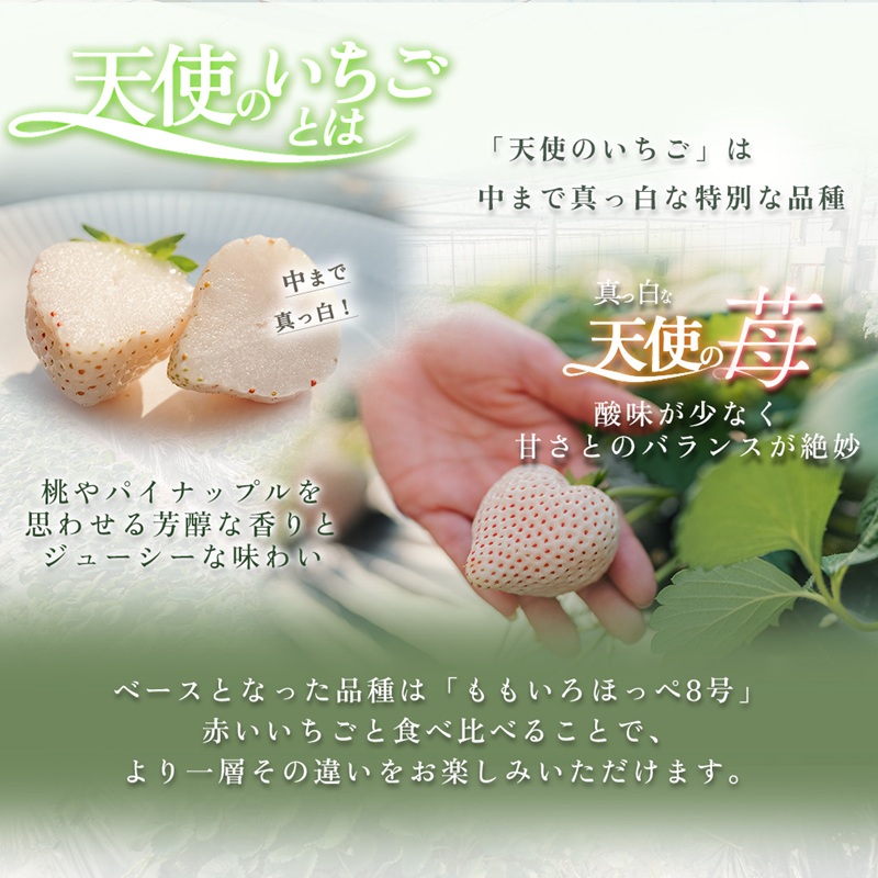 天使のいちご 紅白セット 苺 約400g いちご 詰め合わせ セット 岐阜県 海津市