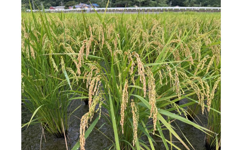 栽培期間中　農薬・化学肥料不使用で育てたお米/コシヒカリ/米/玄米/5キロ