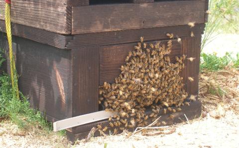 ブルーベリー125g入り6パックセット