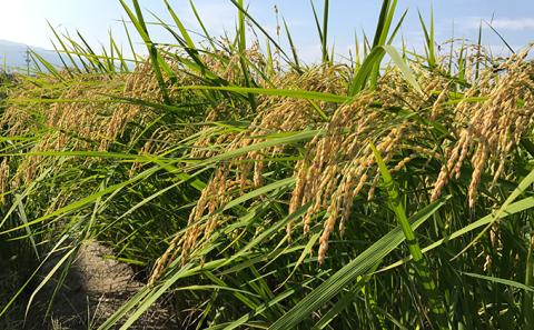 無農薬・無化学肥料　循環農法で育てたハツシモ　玄米10キロ