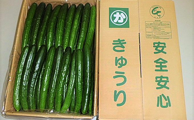 キュウリ 野菜 きゅうり 