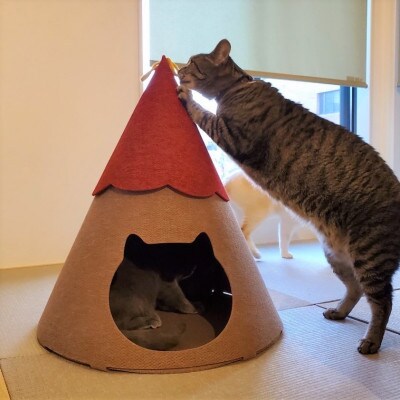 不織布ねこハウス【にゃろにも】赤×茶