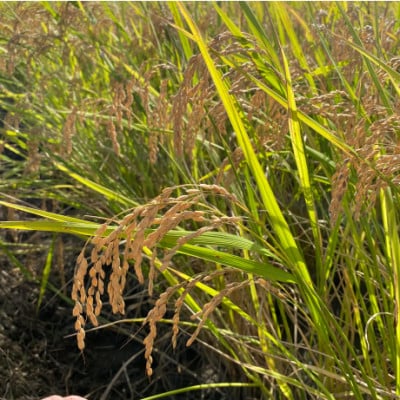 【令和7年産】初霜(源種)5分づき10kg　(栽培期間中農薬・化学肥料不使用)