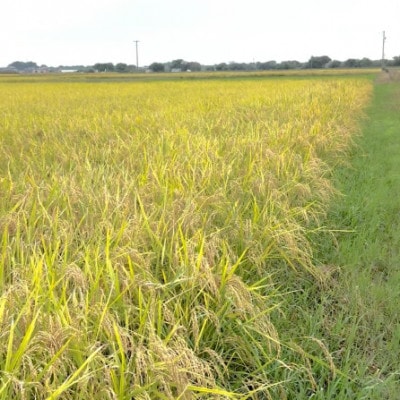 【令和7年産】初霜(源種)　白米5kg　(栽培期間中農薬・化学肥料不使用)
