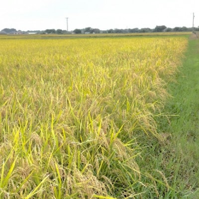 【令和7年産】初霜(源種)　玄米15kg　(栽培期間中農薬・化学肥料不使用)