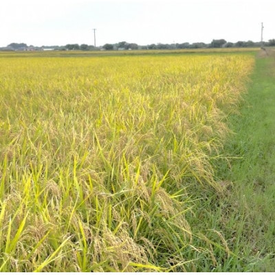 【令和7年産】初霜(源種)　玄米20kg　(栽培期間中農薬・化学肥料不使用)