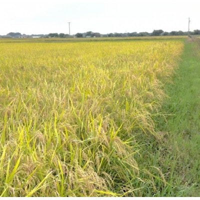 【令和7年産】初霜(源種)　玄米30kg　(栽培期間中農薬・化学肥料不使用)