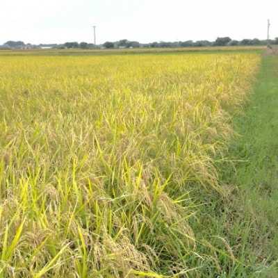 【令和7年産】初霜(源種)胚芽米15kg　(栽培期間中農薬・化学肥料不使用)