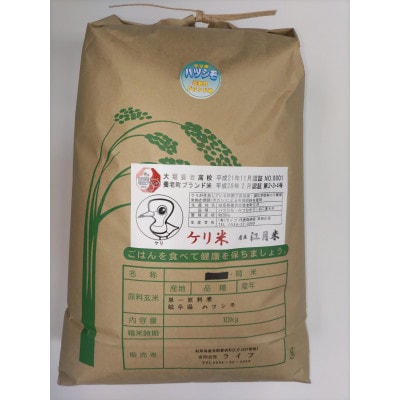 令和7年岐阜県養老産ケリ米ハツシモ　白米10kg