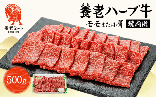 養老ハーブ牛　モモまたは肩　焼肉用　500g【配送不可地域：離島】