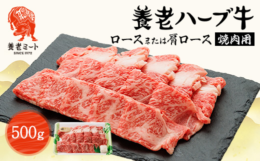 養老ハーブ牛　ロースまたは肩ロース　焼肉用　500g【配送不可地域：離島】