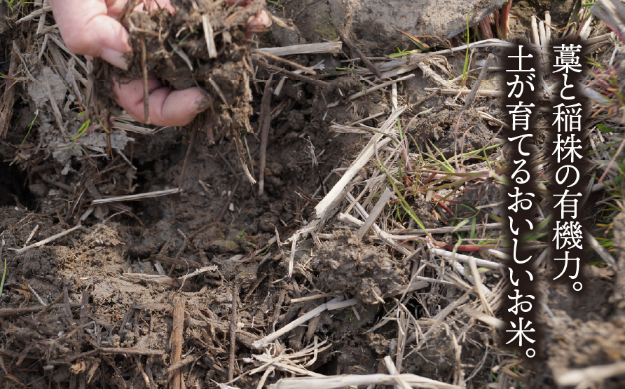 【令和7年産】 岐阜県産 羽二重もち 5kg  | 垂井町産 もちごめ もち米 餅米 精米 高品質 安心 安全 リピーター多数 贈答用 贈り物 ギフト プレゼント 人気