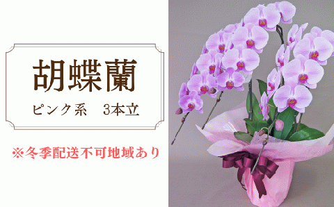 胡蝶蘭　ピンク系　3本立
