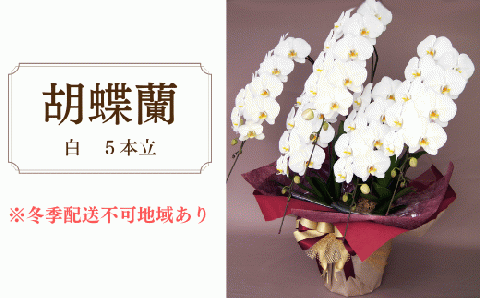 胡蝶蘭　白　5本立