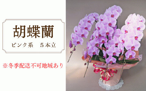 胡蝶蘭　ピンク系　5本立