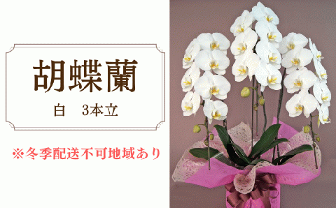 胡蝶蘭　白　3本立