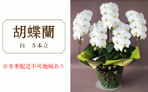 胡蝶蘭　白　5本立