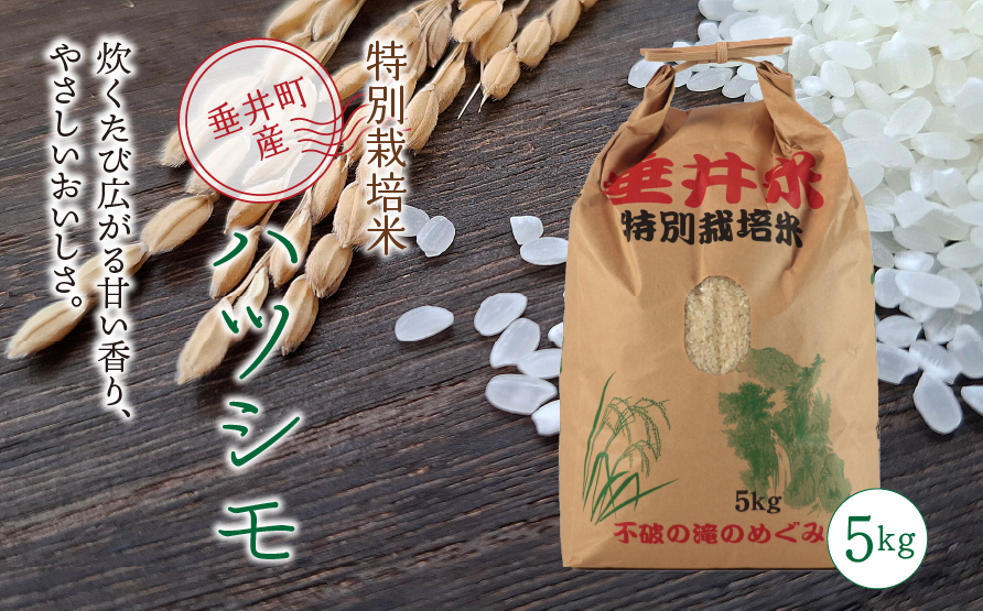 ≪令和7年産≫ 【特別栽培米】垂井町産 ハツシモ 5kg ｜ お米 米 こめ コメ 白米 精米 ご飯 ライス 産地直送 ギフト 贈答用 プレゼント 岐阜県産