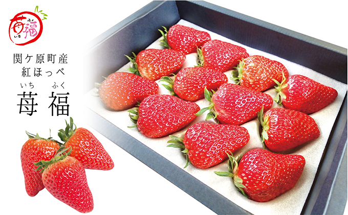 期間限定！！関ケ原町産紅ほっぺ　苺福（約12粒）