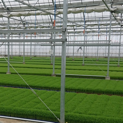 【令和7年産】岐阜県神戸町:農家直送!岐阜ハツシモ　白米　5kg