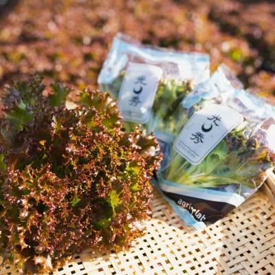 美濃国やさいセット(信長レタス16袋・光秀レタス6袋)【配送不可地域：離島】