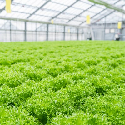 美濃国やさいセット(信長レタス16袋・光秀レタス6袋)【配送不可地域：離島】