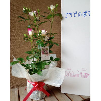 個性豊かな香る四季咲バラ苗《一期一会》