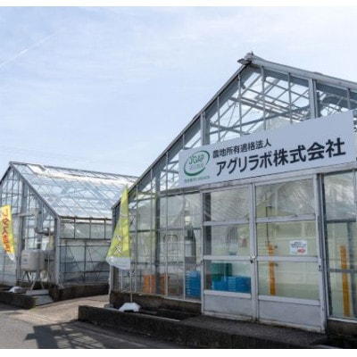 美濃国やさいセット(信長レタス16袋・光秀レタス6袋)【配送不可地域：離島】